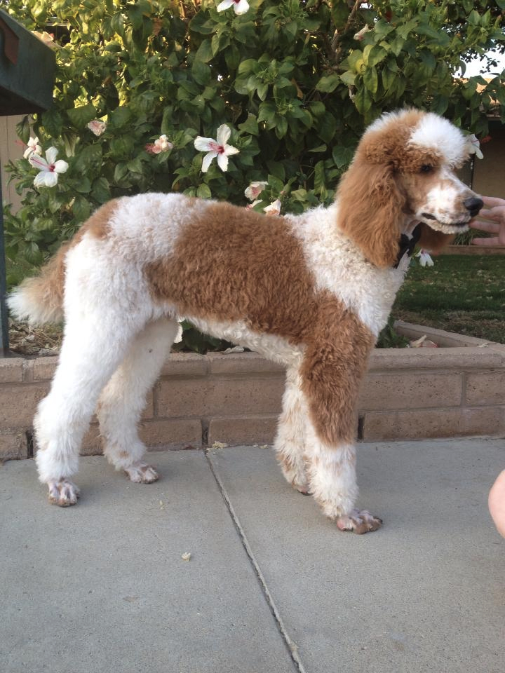 Apricot best sale parti poodle