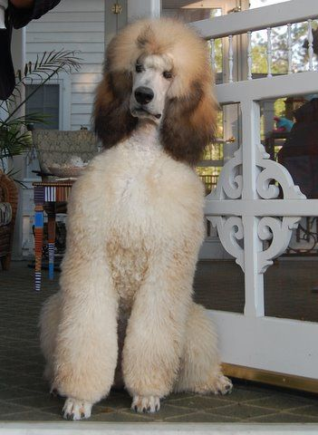 Phantom best sale colored poodles