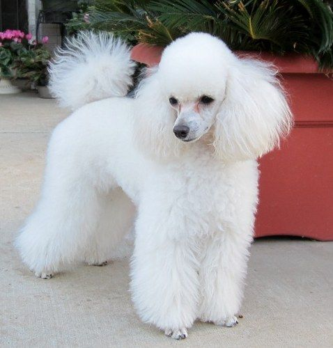 Poodle Colors - Poodle Club South Australia