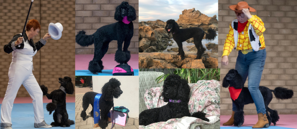 Tango - a very Talented Poodle relaxing