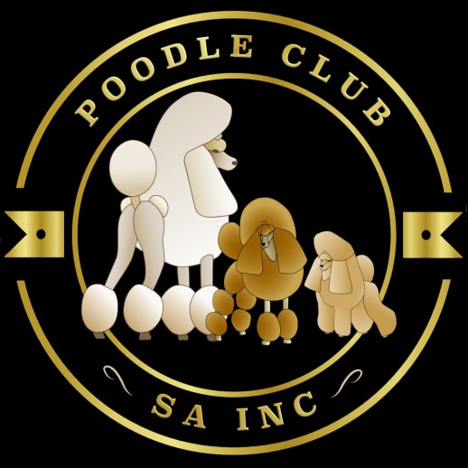 White Standard Poodle in continental trim, Brown Miniature Poodle in English saddle trim, Apricot Toy Poodle in puppy trim
